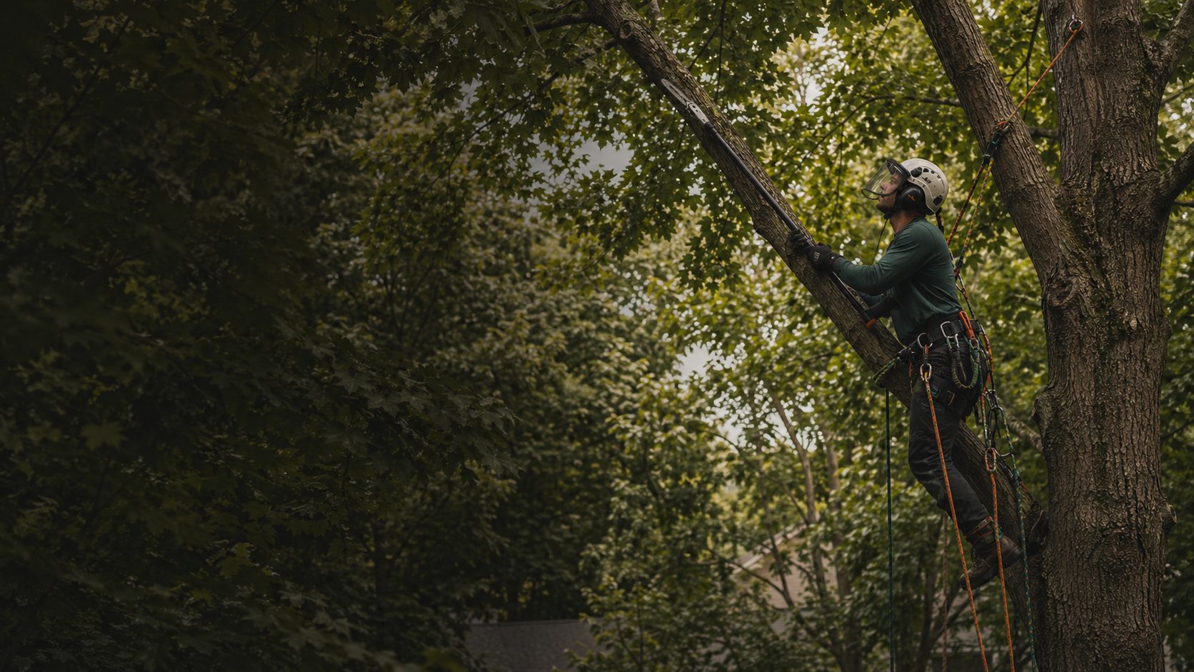 Arboriste attaché dans une canopée avec un outil de taille manuel